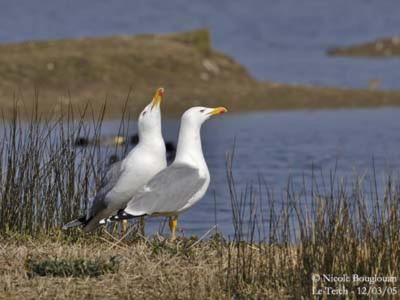 Les Mouettes Amoureuses Villa Louannec Luaran gambar